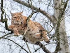 Peligro ambiental | Buscan liberar un felino superdepredador desaparecido desde 1930: exigen máxima precaución