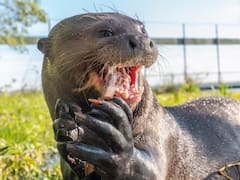 Este cazador mamífero latinoamericano se pensaba desaparecido hace más de 40 años y volvió a aparecer en su hábitat natural
