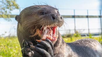 Este cazador mamífero latinoamericano se pensaba desaparecido hace más de 40 años y volvió a aparecer en su hábitat natural