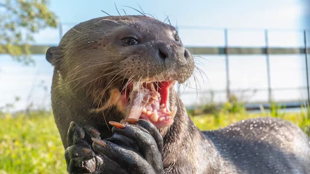 Este cazador mamífero latinoamericano se pensaba desaparecido hace más de 40 años y volvió a aparecer en su hábitat natural