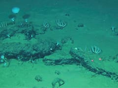 El mayor descubrimiento científico se lo caliza a 1.200 kilómetros del fondo marino y cuenta con miles de fósiles de 5,3 millones de años del animal más grande del mundo