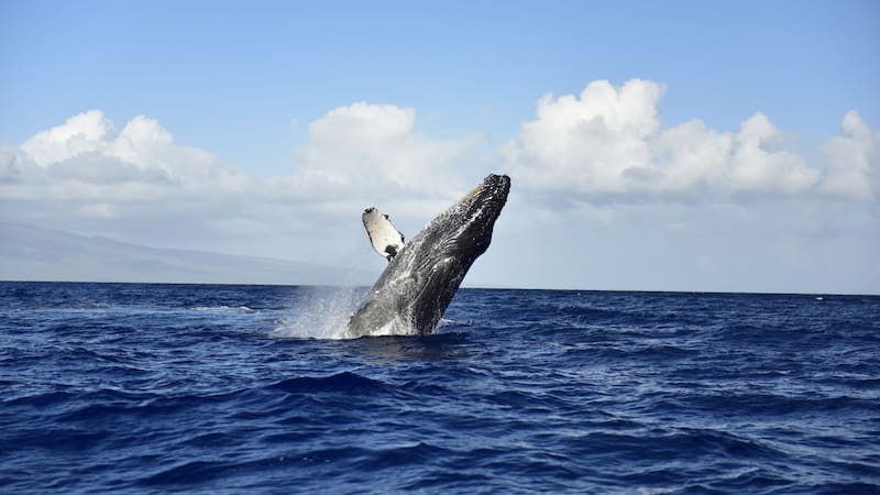 Impacto en la Patagonia: el animal más grande del mundo emergió de las profundidades de Argentina y fue captado en vivo
Fuente: Shutterstock