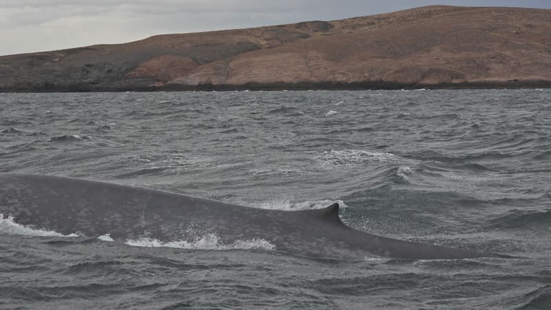 Impacto en la Patagonia: el animal más grande del mundo emergió de las profundidades de Argentina y fue captado en vivo
Fuente: Tomás Tamagno