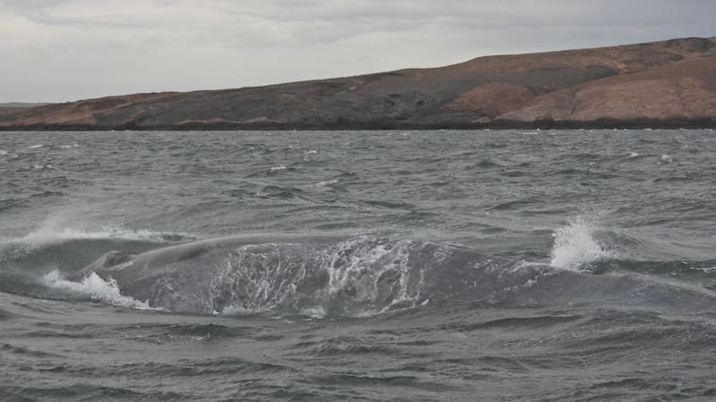 Impacto en la Patagonia: el animal más grande del mundo emergió de las profundidades de Argentina y fue captado en vivo
Fuente: Tomás Tamagno