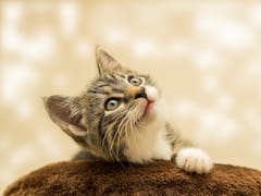 Impresionante | Una bióloga evolutiva explica por qué los gatos son el depredador perfecto: estas son las claves científicas de su éxito