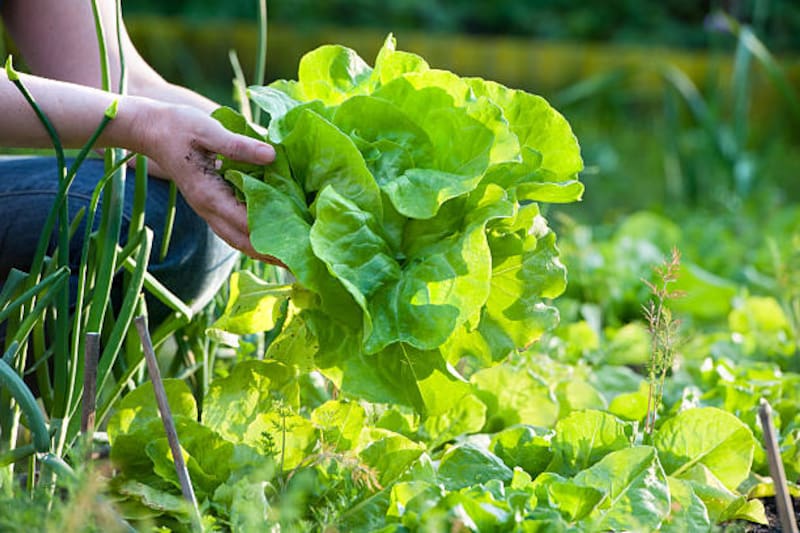 La lechuga es una verdura que crece rápido en la huerta casera.
Fuente: iStock