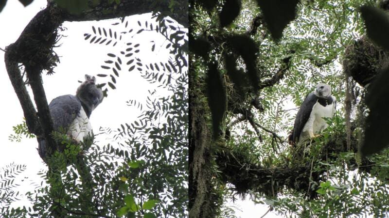 Luego de 20 años sin dejar rastro, volvió a aparecer en Argentina una de las aves más impresionantes de Sudamérica (foto: archivo)
