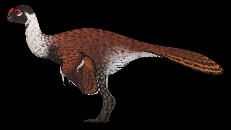 Reconstrucción artística de Infernogallus jamesi, un pequeño oviraptorosaurio del Cretácico tardío cuya anatomía craneal presenta adaptaciones compatibles con el procesamiento de frutos carnosos y otros alimentos blandos.