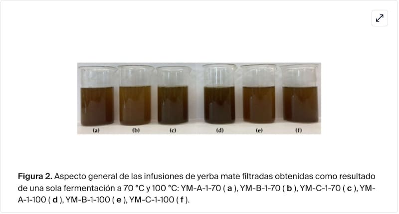 Informe sobre los antioxidantes en la yerba mate.