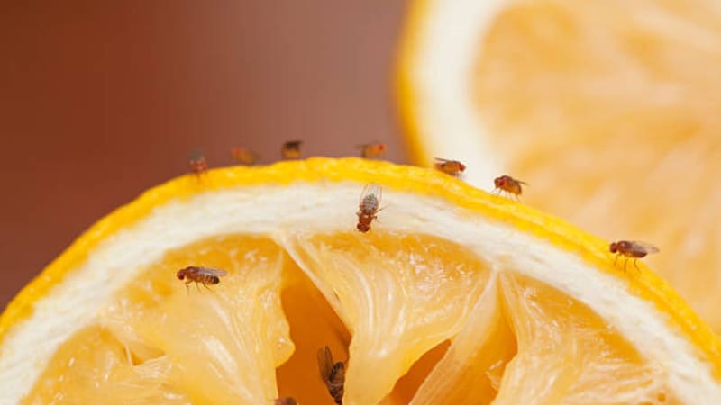Es importante eliminar las moscas de la fruta.
