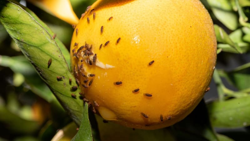 Estas moscas aparecen en la fruta.