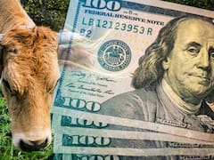 El campo le da la espalda a la soja: por qué la ganadería volvió a ser el negocio de moda del agro