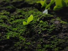 México se amarra con deuda verde: coloca bonos ODS por 4,750 millones de euros en Europa