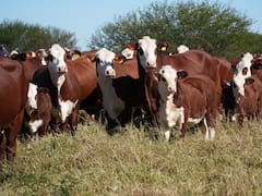Los Brito compran campo por u$s 23 millones y buscan financiarse en Bolsa para expandir la mayor ganadera del NOA