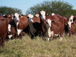 Los Brito compraron un campo por u$s 23 millones y proyectan financiar la mayor ganadera del NOA con su expansión en Bolsa