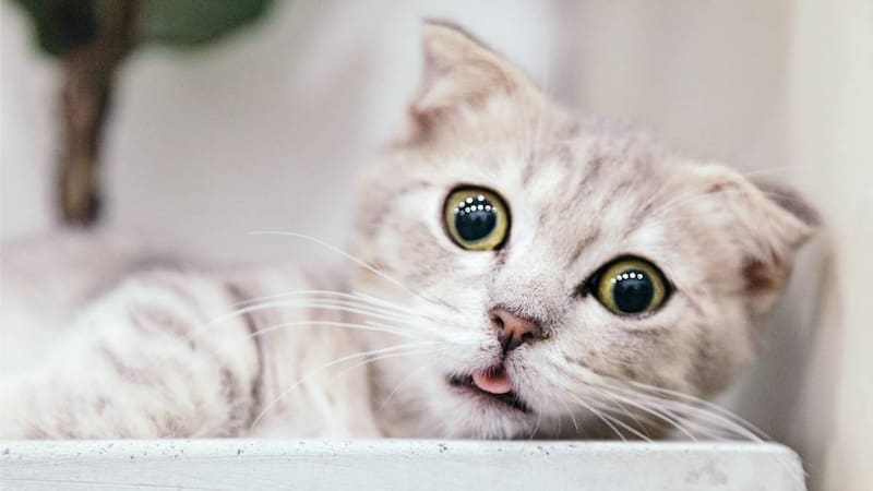 Los gatos son perfectos: una bióloga evolutiva explica por qué (foto: archivo).