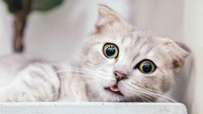 Los gatos son perfectos: una bióloga evolutiva explica por qué (foto: archivo).