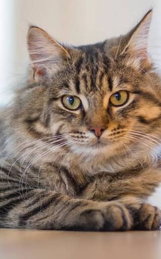 ¿Qué debe cambiar en su hogar para evitar que su gato se estrese y cause destrozos? Lo que todo dueño debe saber