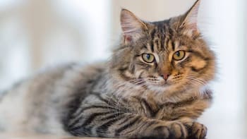 ¿Qué debe cambiar en su hogar para evitar que su gato se estrese y cause destrozos? Lo que todo dueño debe saber