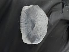 Las escamas de este pescado podrían utilizarse para crear implantes de hueso: el sorprendente hallazgo de científicos colombianos
