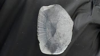 Las escamas de este pescado podrían utilizarse para crear implantes de hueso: el sorprendente hallazgo de científicos colombianos