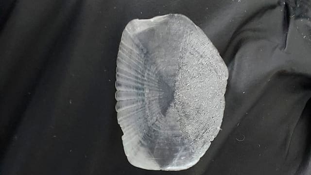 Las escamas de este pescado podrían utilizarse para crear implantes de hueso: el sorprendente hallazgo de científicos colombianos