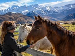 Buscan voluntarios para vivir gratis entre las montañas y ofrecen alojamiento asegurado en una remota isla de Nueva Zelanda por cuidar caballos
