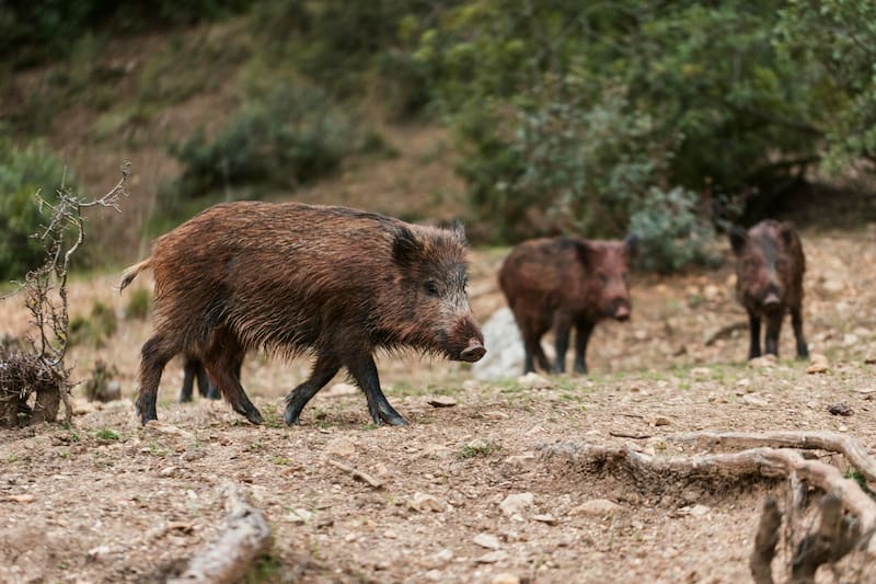 Una plaga de jabalíes se fue de las manos y trajo pérdidas por 1600 millones de dólares (Fuente: Freepik)