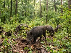 Fracasaron al repoblar el bosque quemado y soltaron jabalíes. Lo que encontraron cinco años después nadie lo esperaba