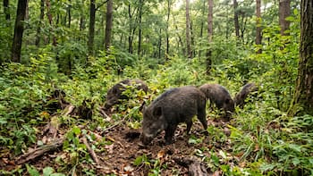 Fracasaron al repoblar el bosque quemado y soltaron jabalíes. Lo que encontraron cinco años después nadie lo esperaba