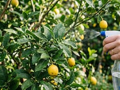 Rociar jabón potásico con agua en el árbol de limón: para qué sirve, por qué lo recomiendan y cómo prepararlo