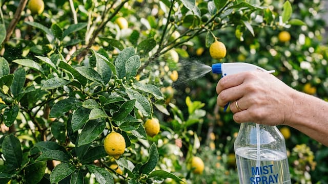 Rociar jabón potásico con agua en el árbol de limón: para qué sirve, por qué lo recomiendan y cómo prepararlo
