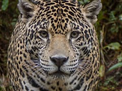 Milagro en el mundo animal: reaparece el “jaguar de las nubes” tras décadas extinto y cambia el futuro de las especies en América Latina