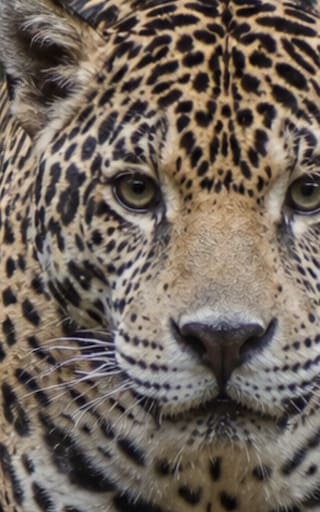 Milagro en el mundo animal: reaparece el “jaguar de las nubes” tras décadas extinto y cambia el futuro de las especies en América Latina