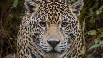 Milagro en el mundo animal: reaparece el “jaguar de las nubes” tras décadas extinto y cambia el futuro de las especies en América Latina