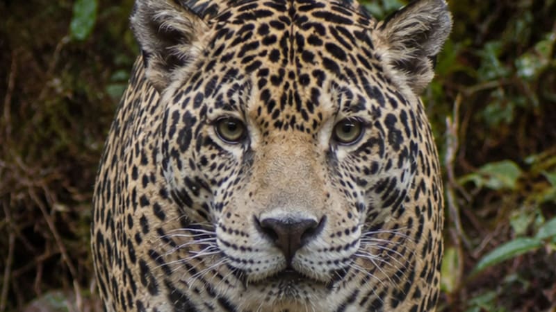 Milagro en el mundo animal: reaparece el “jaguar de las nubes” tras décadas extinto y cambia el futuro de las especies en América Latina.