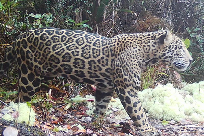 El ejemplar no aparecía en registros hace casi 20 años (Fuente: Panthera-Honduras).