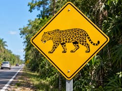 Qué significa la señal de tránsito con un jaguar en el medio y por qué es importante respetarla