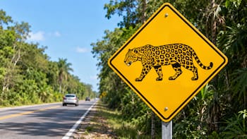 Qué significa la señal de tránsito con un jaguar en el medio y por qué es importante respetarla