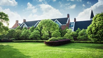 Ideal para jardines pequeños: el árbol frutal que brota todo el año, proporciona sombra, no levanta el suelo y soporta sequías