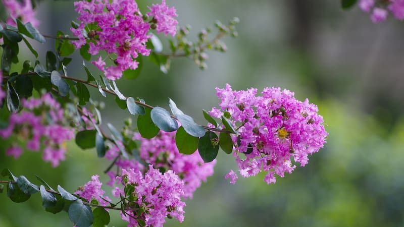 Este árbol es adaptable a todos los patios.