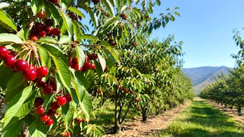 Buscan voluntarios para vivir en EE.UU. ayudando a cuidar una granja de cerezos: ofrecen habitación privada, todas las comidas y 3 días libres a la semana