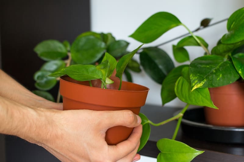 Ni lengua de suegra ni potus: la elegante planta de interior que será tendencia en invierno 2026