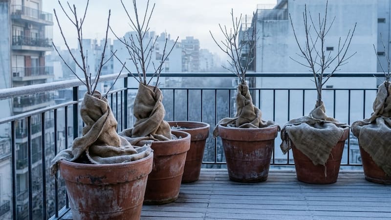 Ni manzano ni olivo: los 6 árboles que resisten al frío y son ideales para cultivar en macetas.