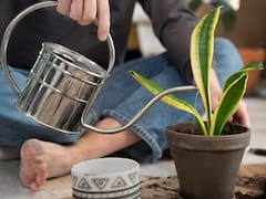 Qué significa clavar cucharas en la tierra de las macetas: por qué recomiendan hacerlo y para qué sirve