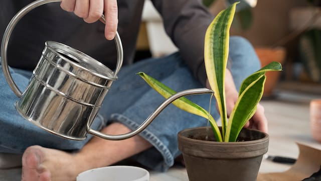 Qué significa clavar cucharas en la tierra de las macetas: por qué recomiendan hacerlo y para qué sirve