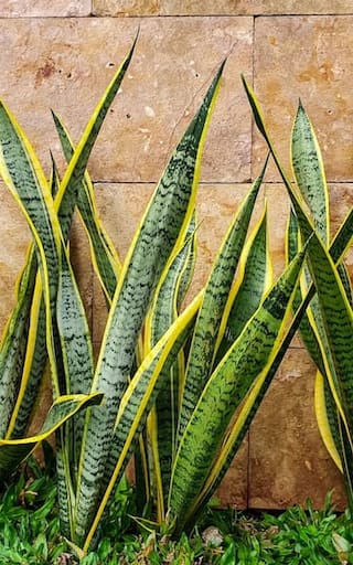 La planta que supera a la lengua de suegra y cada vez más personas cultivan: crece más rápido y luce mejor
