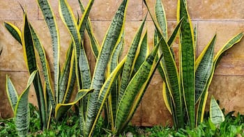 La planta que supera a la lengua de suegra y cada vez más personas cultivan: crece más rápido y luce mejor