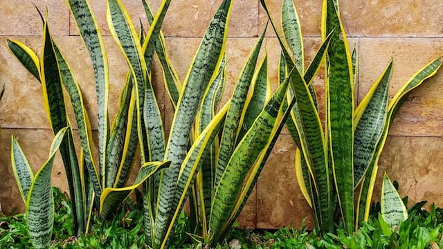 La planta que supera a la lengua de suegra y cada vez más personas cultivan: crece más rápido y luce mejor