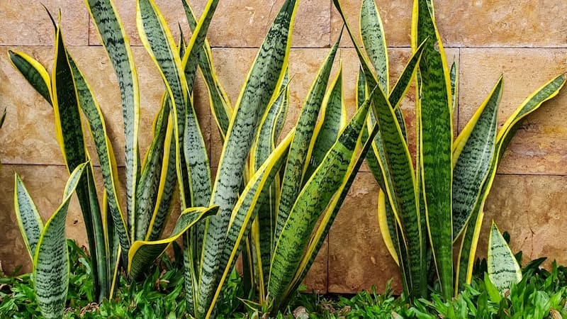 La planta que supera a la lengua de suegra y cada vez más personas cultivan. (Foto: Shutterstock)